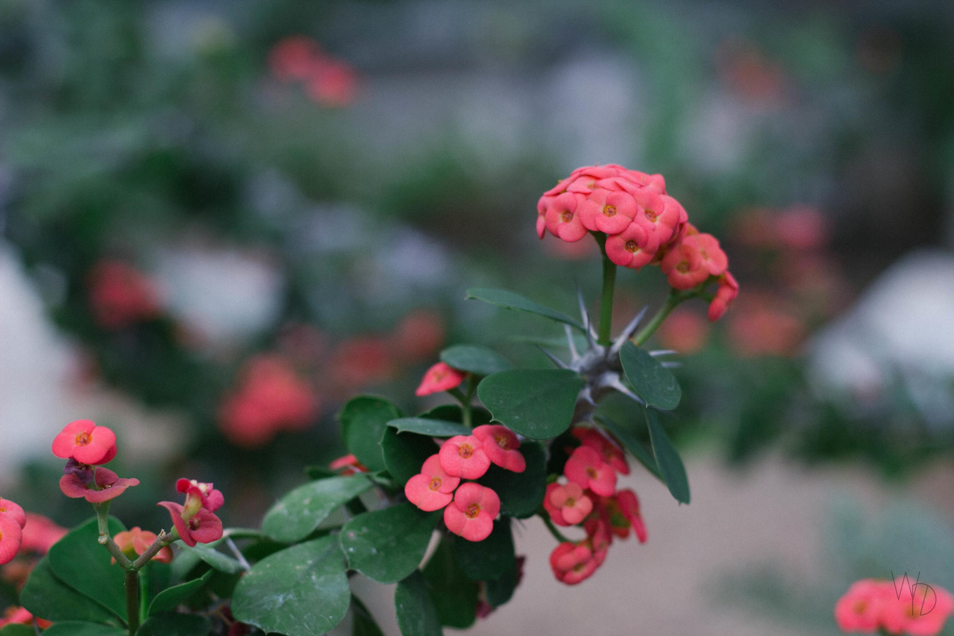 <span class="ezstring-field">PF_NATURE_HD_2017 -23-</span>